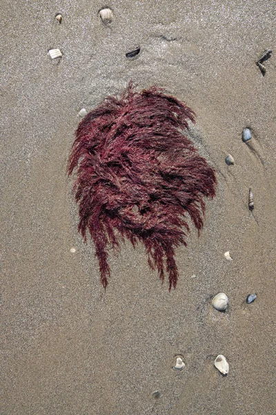 Red seaweed isolated on the seashore