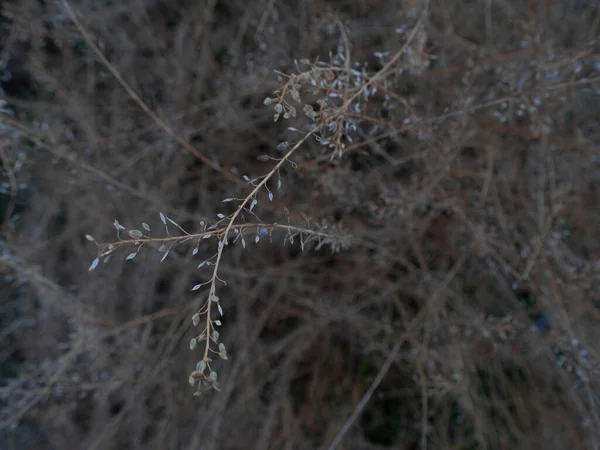 Galhos Com Folhas Pequenas Uma Grama Selvagem Seca Campo — Fotografia de Stock