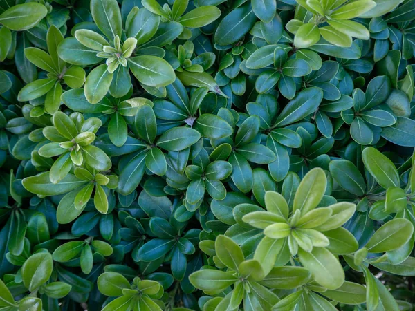 緑の色合いの異なる緑の葉でいっぱいのピトスポルムの縁 ストックフォト