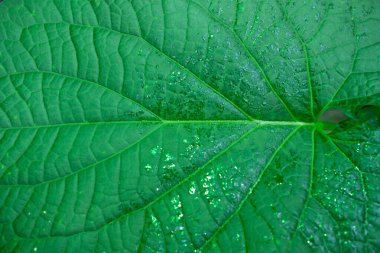 Işıldayan yeşil yaprağa yaklaş