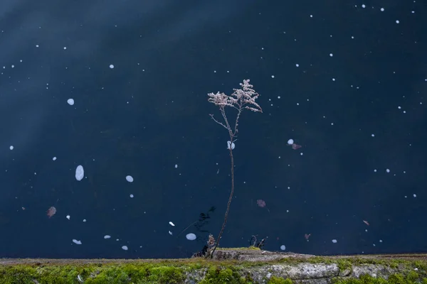 Nehir Kenarındaki Çimentoda Bitki Yosun Yetişiyor Yüzeyindeki Kirlilik Köpük Çemberleri — Stok fotoğraf