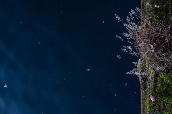 Rostlina Mech Rostou Betonem Břehu Řeky — Stock fotografie