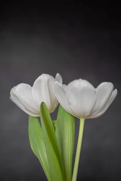 Dos Tulipanes Blancos Sobre Fondo Oscuro — Foto de Stock