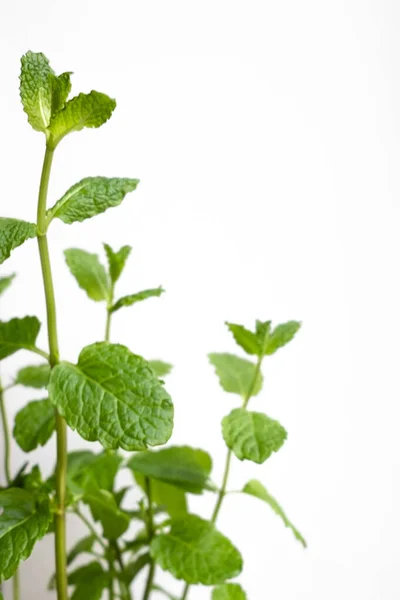 Mint Plant Pada Latar Belakang Putih — Stok Foto