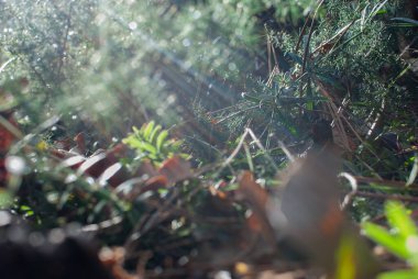 Ormanın zemininde güneş ışığı, parlak doğa.