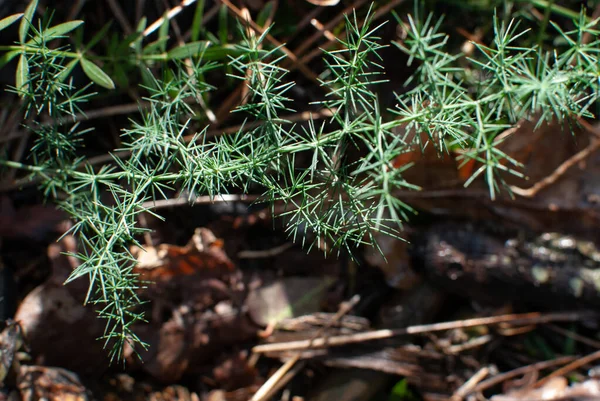 Plante Pousse Sur Sol Forêt Sous Lumière Soleil — Photo