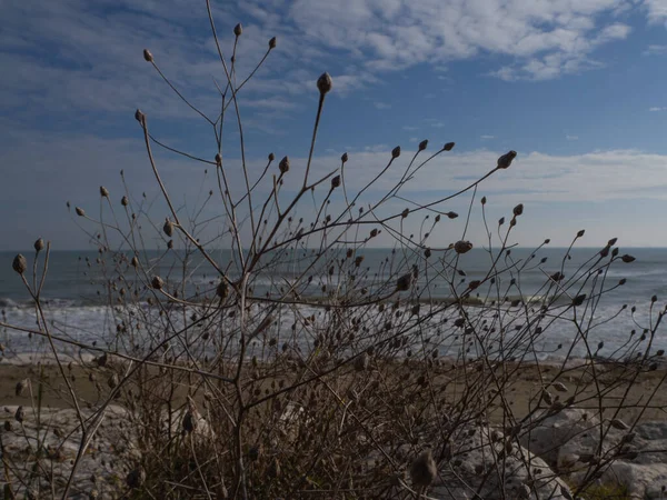海岸干枯的自然 — 图库照片