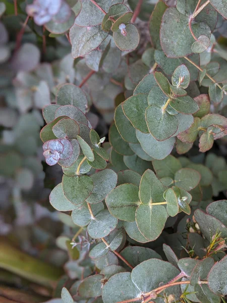 Vue Dessus Bouquet Branches Eucalyptus Pleines Feuilles — Photo