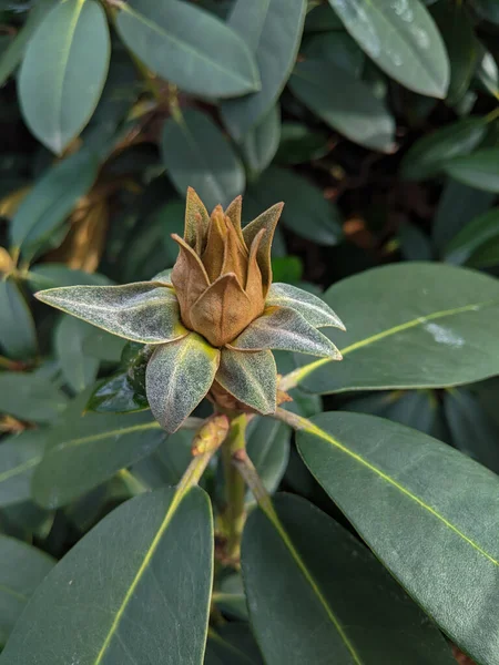 Rostoucí Rododendronová Květina Rododendronový Pupen — Stock fotografie