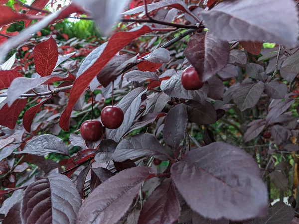Cherry Plum Atau Prunus Cerasifera Dengan Buah Buahan Stok Gambar Bebas Royalti
