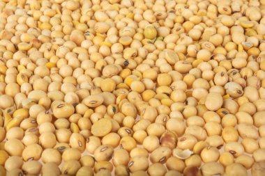 Soya fasulyesi beyaz arkaplanda izole