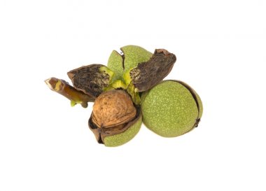 Beyaz arka plan üzerinde izole yeşil kabuğu içinde üç fındık