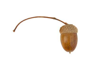 Beyaz arka plan üzerinde izole kahverengi kurutulmuş palamut