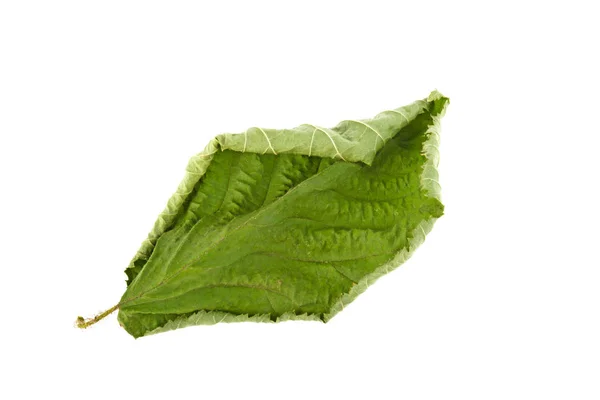 Сухий Зелений Лист Білому Тлі — стокове фото