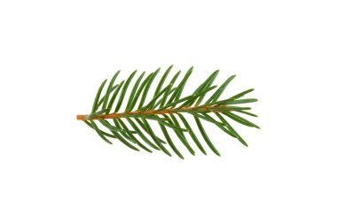 Beyaz arka plan üzerinde dal çam