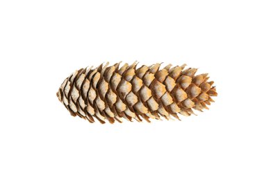 Beyaz arkaplanda çam kozalağı