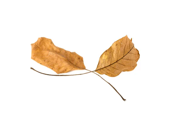 Due foglie gialle isolate su fondo bianco — Foto Stock