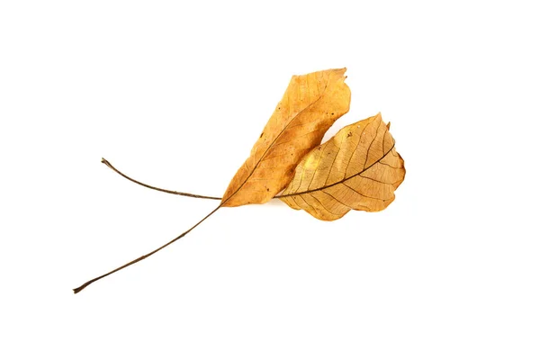 Feuilles jaunes isolées sur fond blanc — Photo