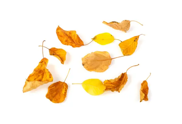 Yellow leaves isolated on white background — Stock Photo, Image