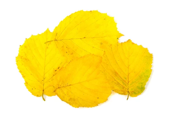 Foglie gialle isolate su fondo bianco — Foto Stock