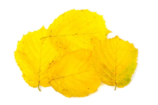 Feuilles jaunes isolées sur fond blanc — Photo