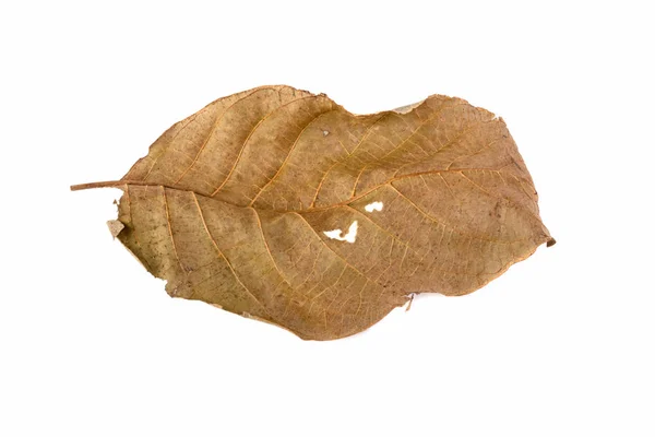 Yellow leaf isolated on white background — Stock Photo, Image