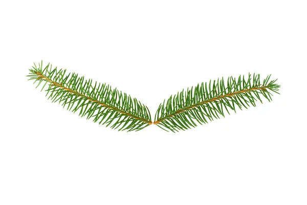 白い背景の上の松の葉の小枝 — ストック写真