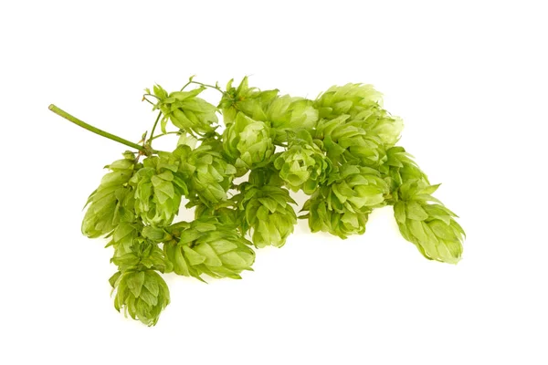 A branch of hops on a white background — Stock Photo, Image