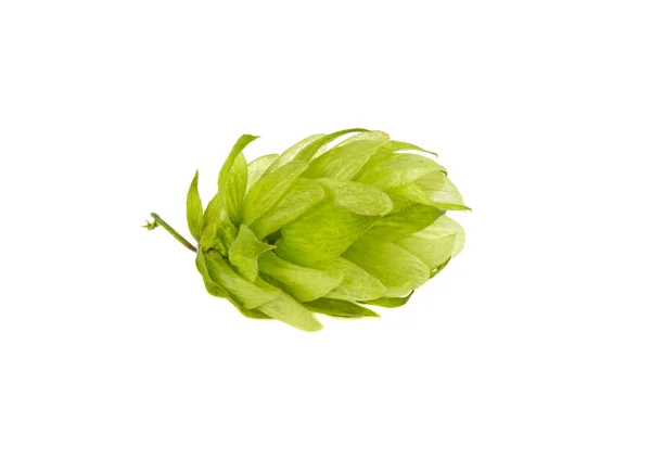 A bunch of hops on a white background — Stock Photo, Image