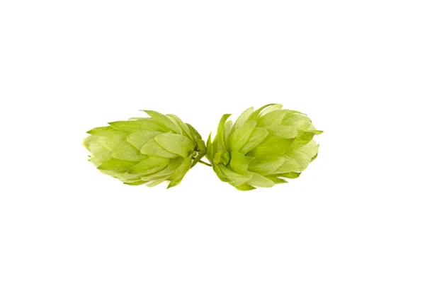 A bunch of hops on a white background — Stock Photo, Image