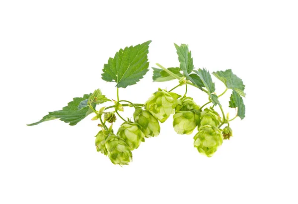 A bunch of hops on a white background — Stock Photo, Image