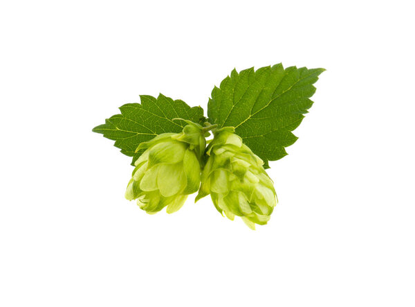 hop bunch on white background