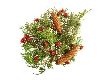 Köknar tuja koni çiçeği beyaz arka plan üzerinde