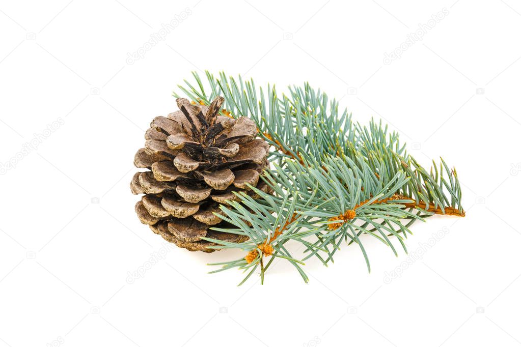 Spruce spruce and pine cone on white background