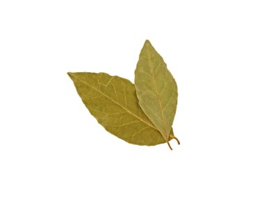 Körfez yaprakları beyaz arkaplanda