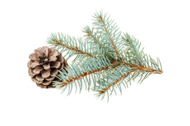 Beyaz arka plan üzerinde izole çam ladin ve çam koni