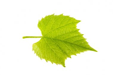 Beyaz bir arka plan üzerinde üzüm yaprakları