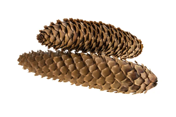 Cones Spruce White Background — Stock Photo, Image