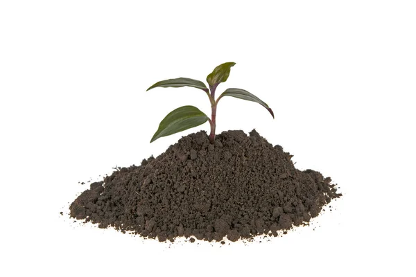 Sprout Grows Soil Concept Profit Growth White Background Royalty Free Stock Images