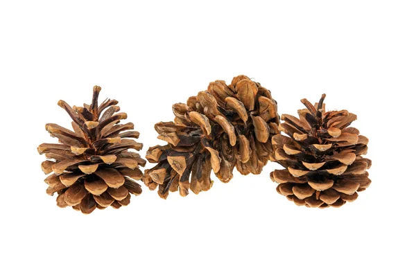 Pine Cones Isolated White Background — Stock Photo, Image