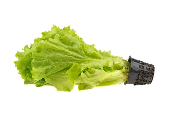 Blätter Salat in einem Topf isoliert auf weißem Hintergrund — Stockfoto