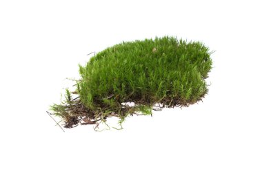 Orman moss, yeşil çimenlerin üzerinde beyaz bir arka plan