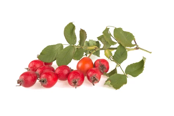 Tanaman obat rosehip dengan buah dan daun pada backg putih — Stok Foto
