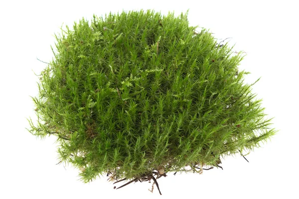 Forest moss, groen gras op een witte achtergrond — Stockfoto