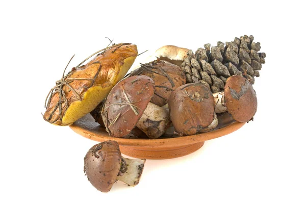 Forest mushrooms and bumps on a clay plate on a white background — Stock Photo, Image