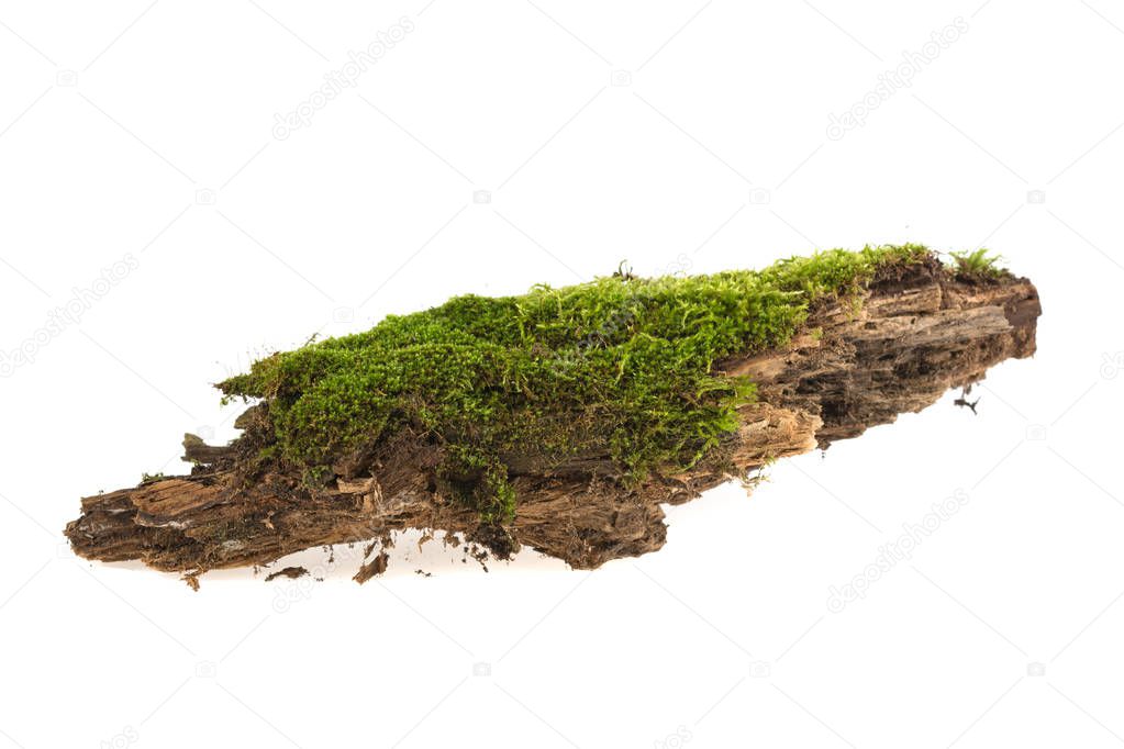 forest moss growing on old wood on a white background