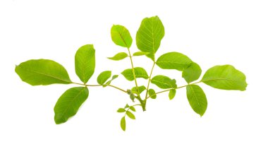 Beyaz arka plan üzerinde ceviz dalı