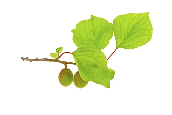 Hojas Albaricoque Sobre Fondo Blanco — Foto de Stock