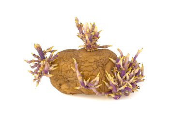 Beyaz arka planda patatesler filizlendi.