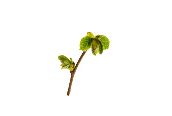 Corylus Avellana Sobre Fundo Branco — Fotografia de Stock